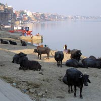 Cows hanging out in Varanasi