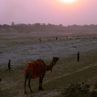 Camel in India
