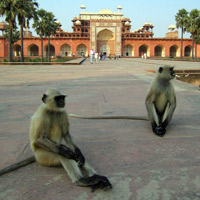 Waiting monkeys