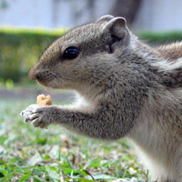 Squirrels will take your food
