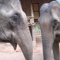 Elephants in Laos