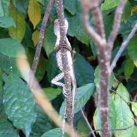 Lizard hiding behind a stick