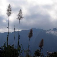 Pandamas palms and mountains in Laos