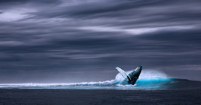 ocean whale