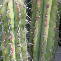 Mexican cactus