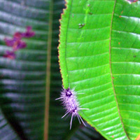 Catepillar and leaf
