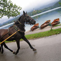 Horse and cart rides around the lake