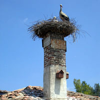 Stork nest in Turkey
