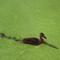 Duck wading though a pond of algae