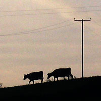 cows on their way home