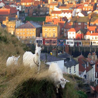Northern town, Whitby