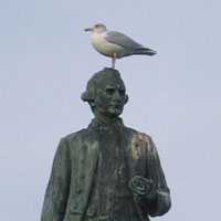 Seagull on Captain Cook