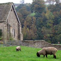 sheep in Yorkshire dales