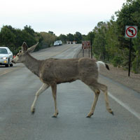 Deer crossing the road at the Grand Canyon