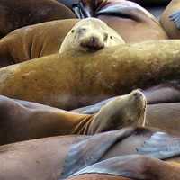 Californian Seals