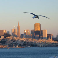 Sea Gull in San Franscisco