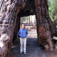 Sequoia large tree