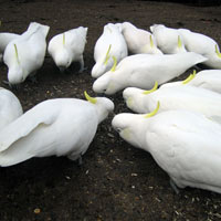 Group of Cockatoos