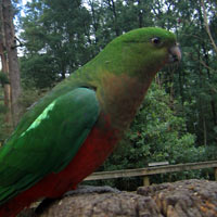 Green Bird Photo