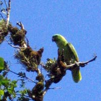 Parrot high in the trees