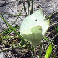 White Butterfly from the Organ Pipes NP