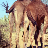 camels from behind