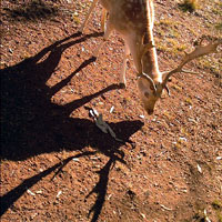 Shadow of a deer