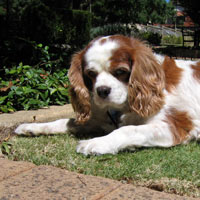 Amber the King Charles Cavalier