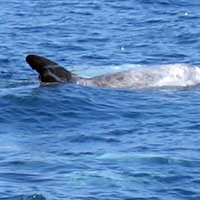 dolphin off California