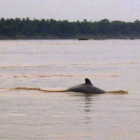 Irrawaddy dolphin in the mekong river, Cambodia