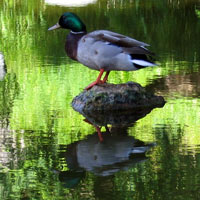 duck reflected