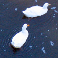 ripple ducks