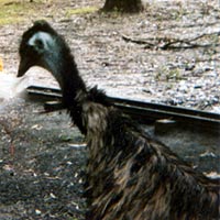 Australian emu eating