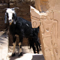 Egyptian Goat