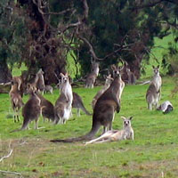 Herd of Kangaroos