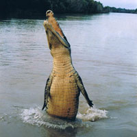 jumping croc in the NT