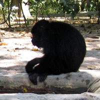 black hunchback monkey (my name)
