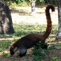 coatis animal