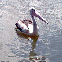 Cruising Pelican