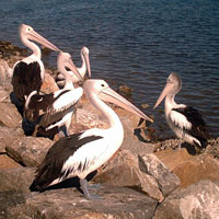 Pelicans hanging out on the rocks
