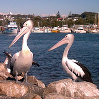 pelicans waiting for fish