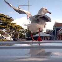sea gull on car roof
