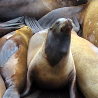 Seal having alook
