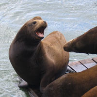 Seals in California