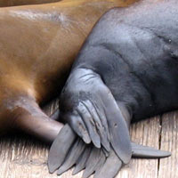 Holding seal hands
