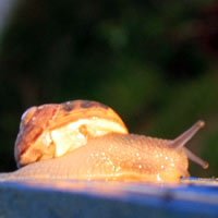 snail in the sun