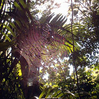 large spider web