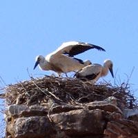 Nesting Storks in Turkey