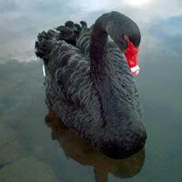 beautiful swan photo