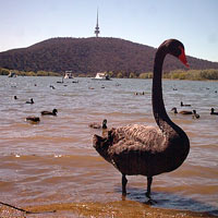 Black swan in Canberra
